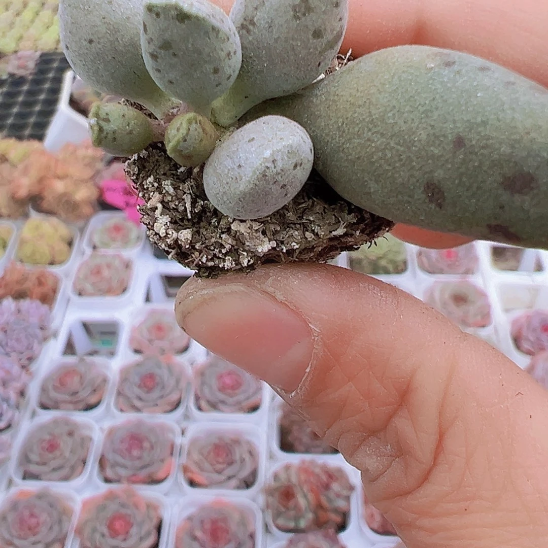 穴盘海豹3颗19包邮多肉
