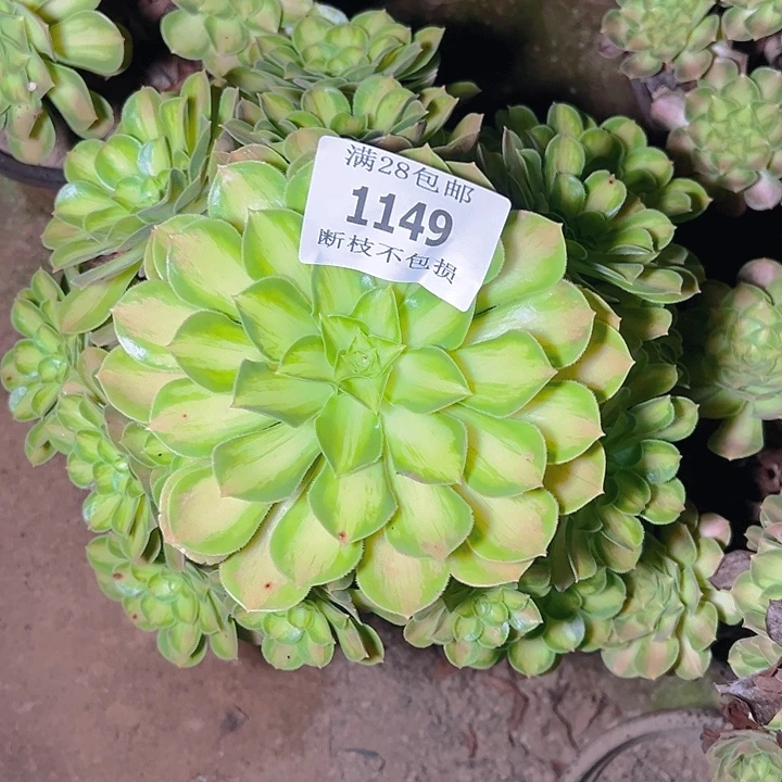 一***爱1149韶华多肉植物保护
