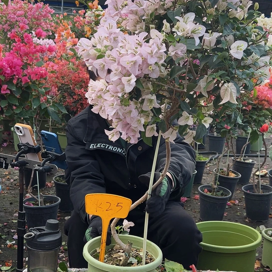 天***肉大部分花苞少量开放K59苹果花