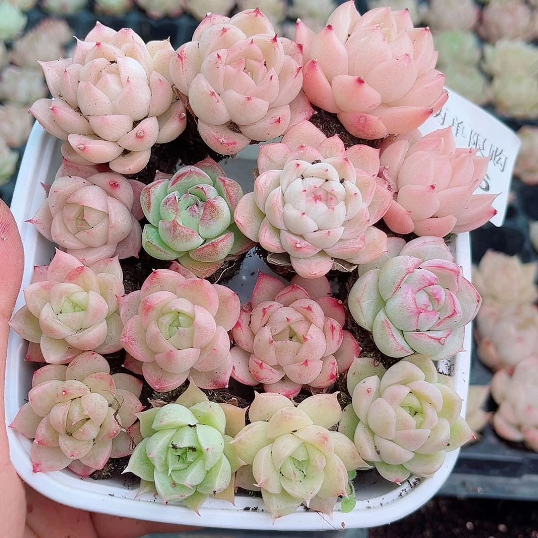 1-236 新疆西藏内蒙不发12.8包邮2-3公分多肉