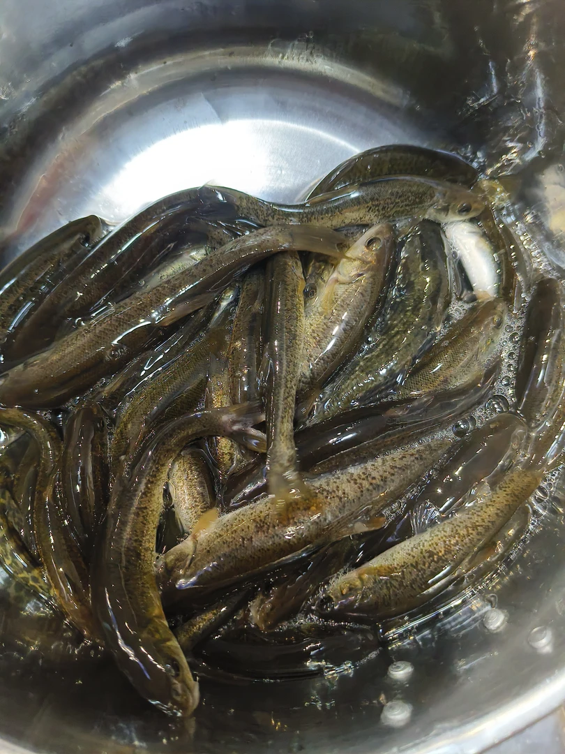 东北冷水柳根鱼鲜活发货