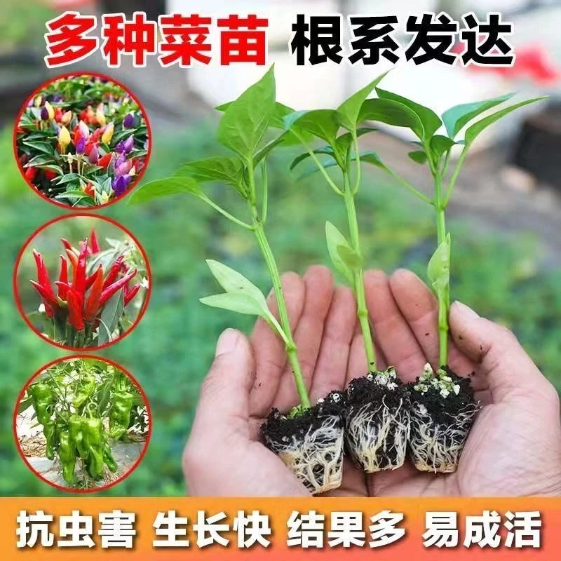 辣椒苗带土秧苗蔬菜苗朝天椒线椒薄皮椒螺丝椒种子四季地栽盆栽苗
