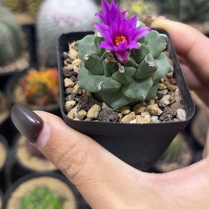 福利实生根赤花娇丽