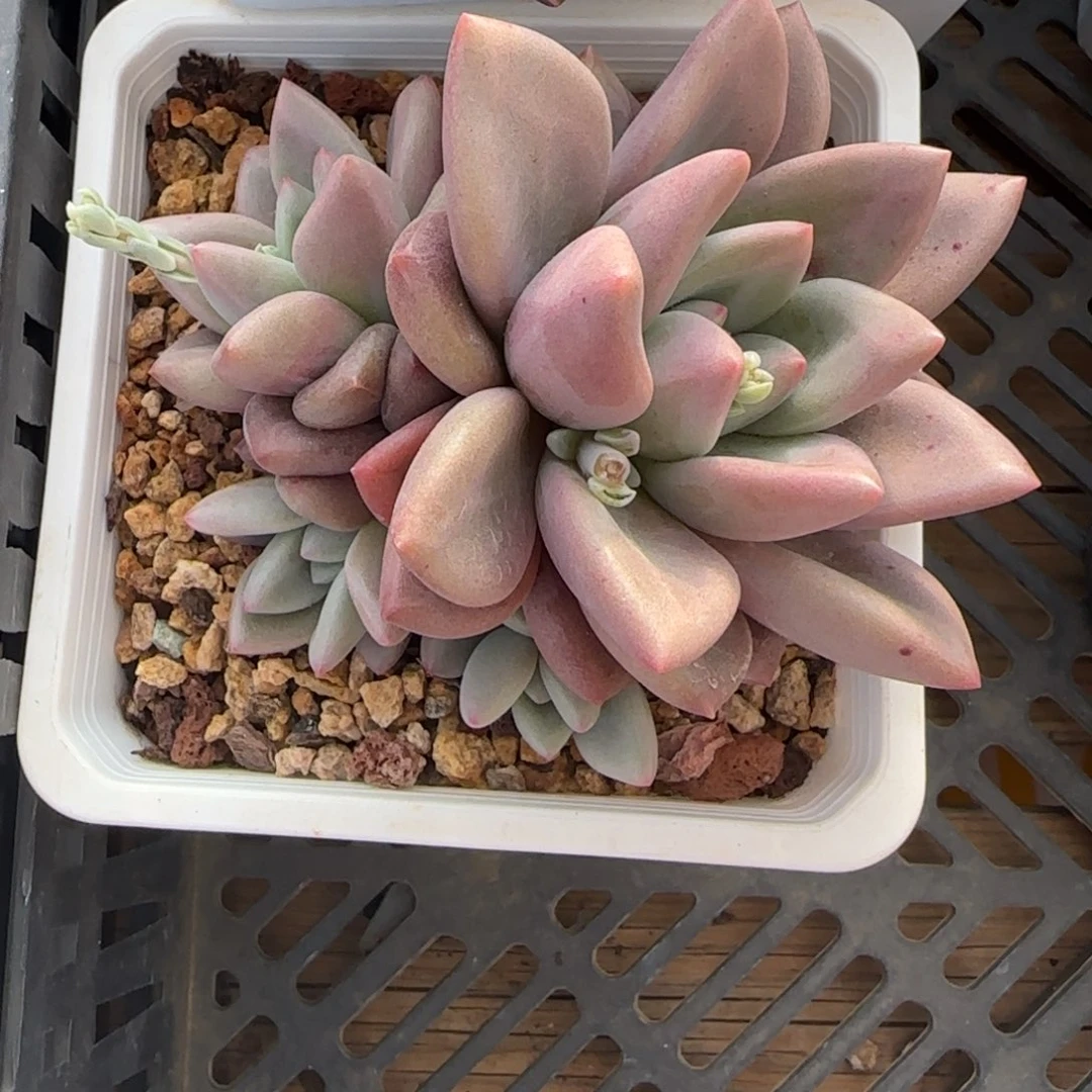 x***Z兴兴园艺。多肉植物