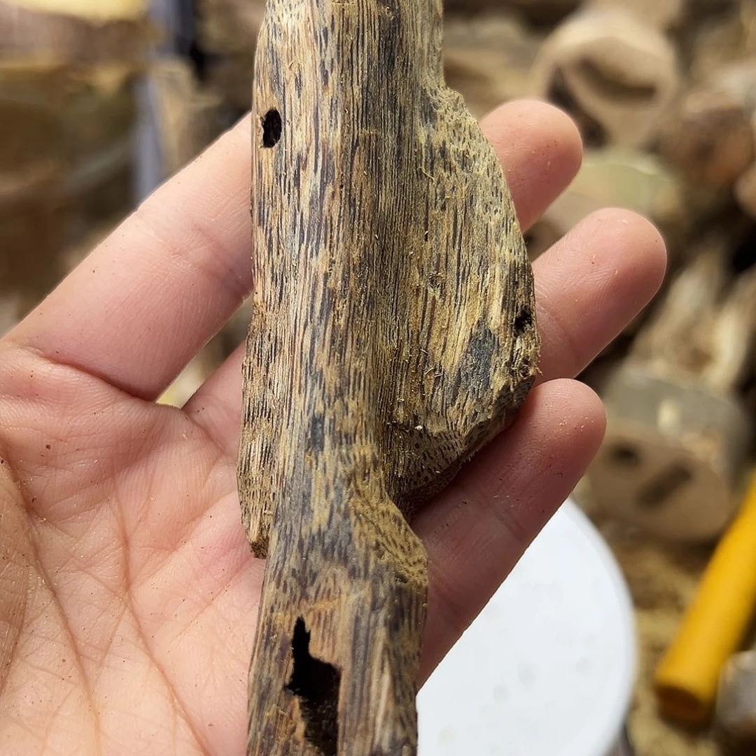 木绿奇楠虫漏17克