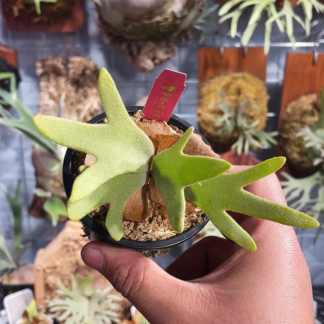 完全开放侏儒黄月