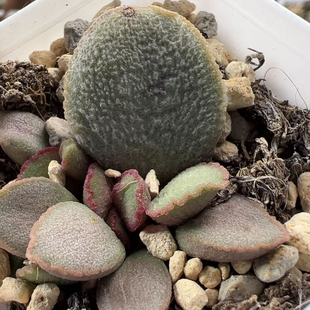琉璃磨砂蛋大苗多肉植物