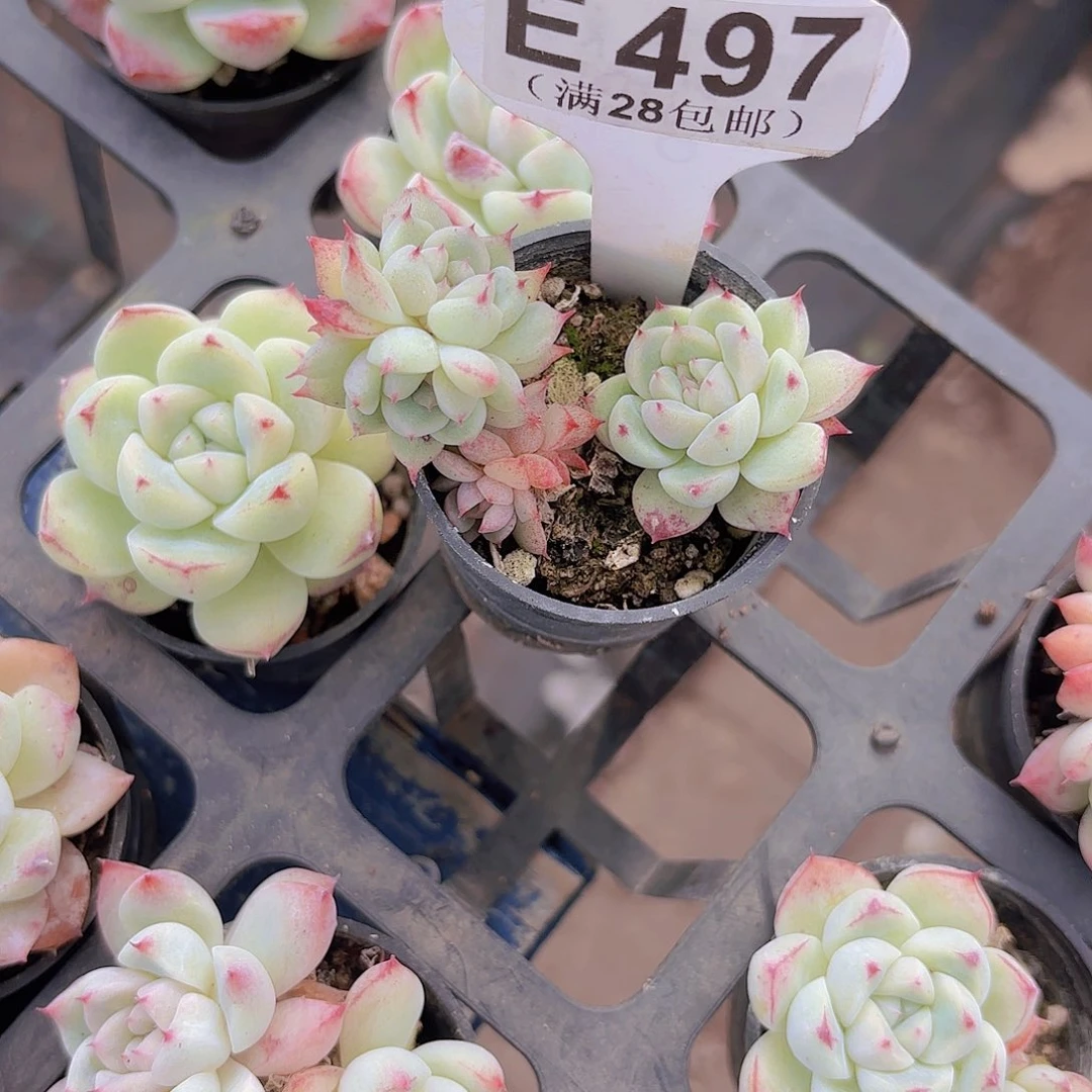 E497阿尔巴一物一拍