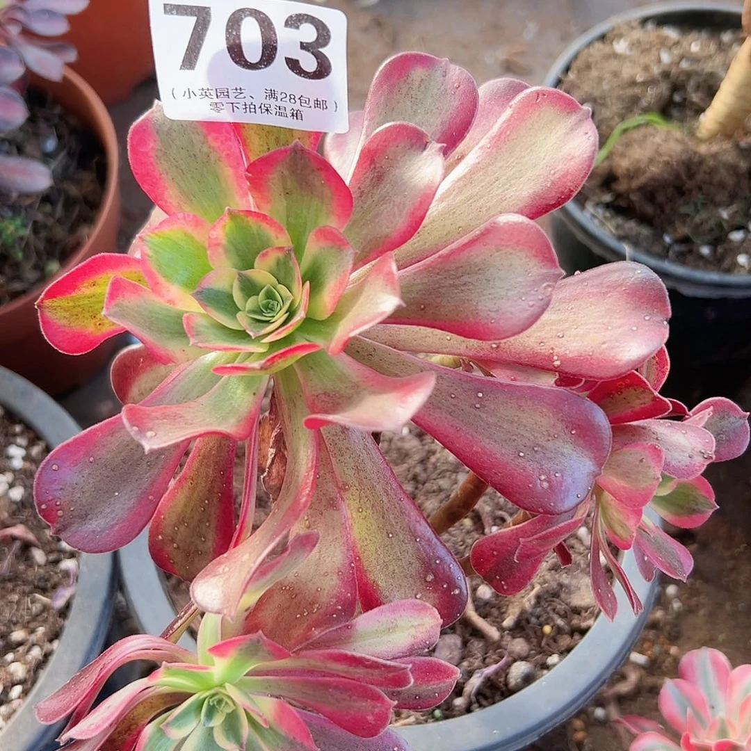 舞天姬703多肉植物多肉植物