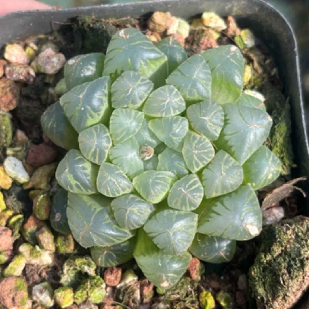 紫姬玉露多肉植物一盆