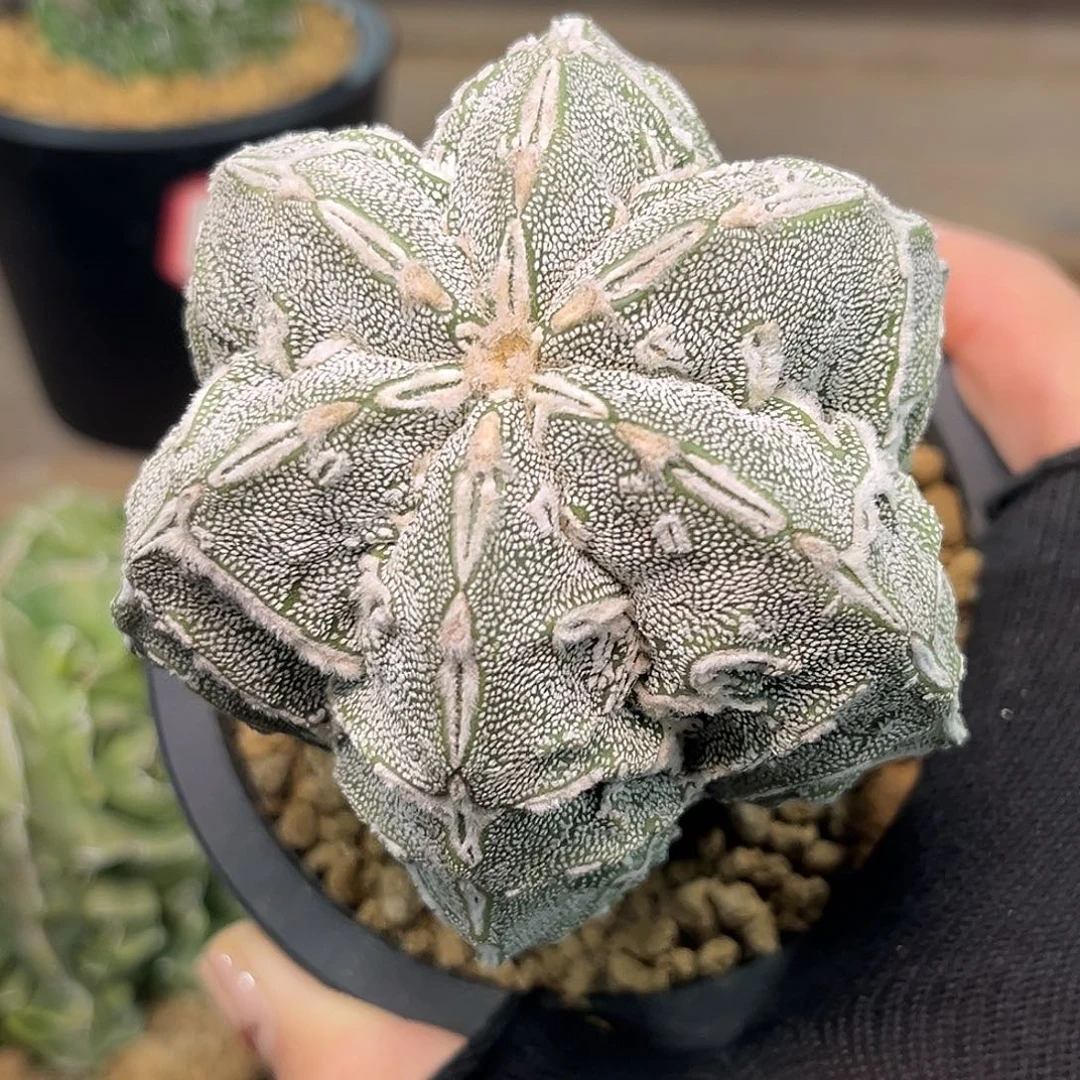 恩冢核桃Zzzzzzzxxxxxxxx