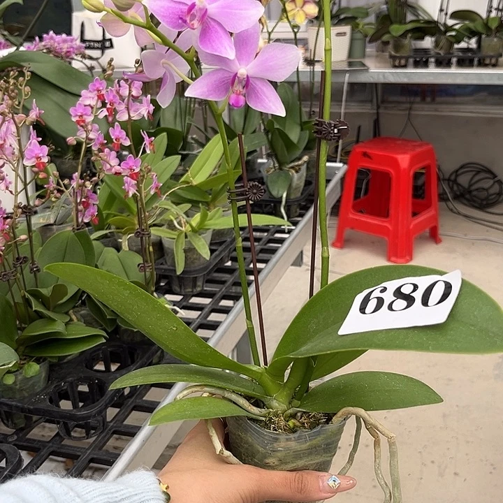 ****意大部分花苞少量开放680