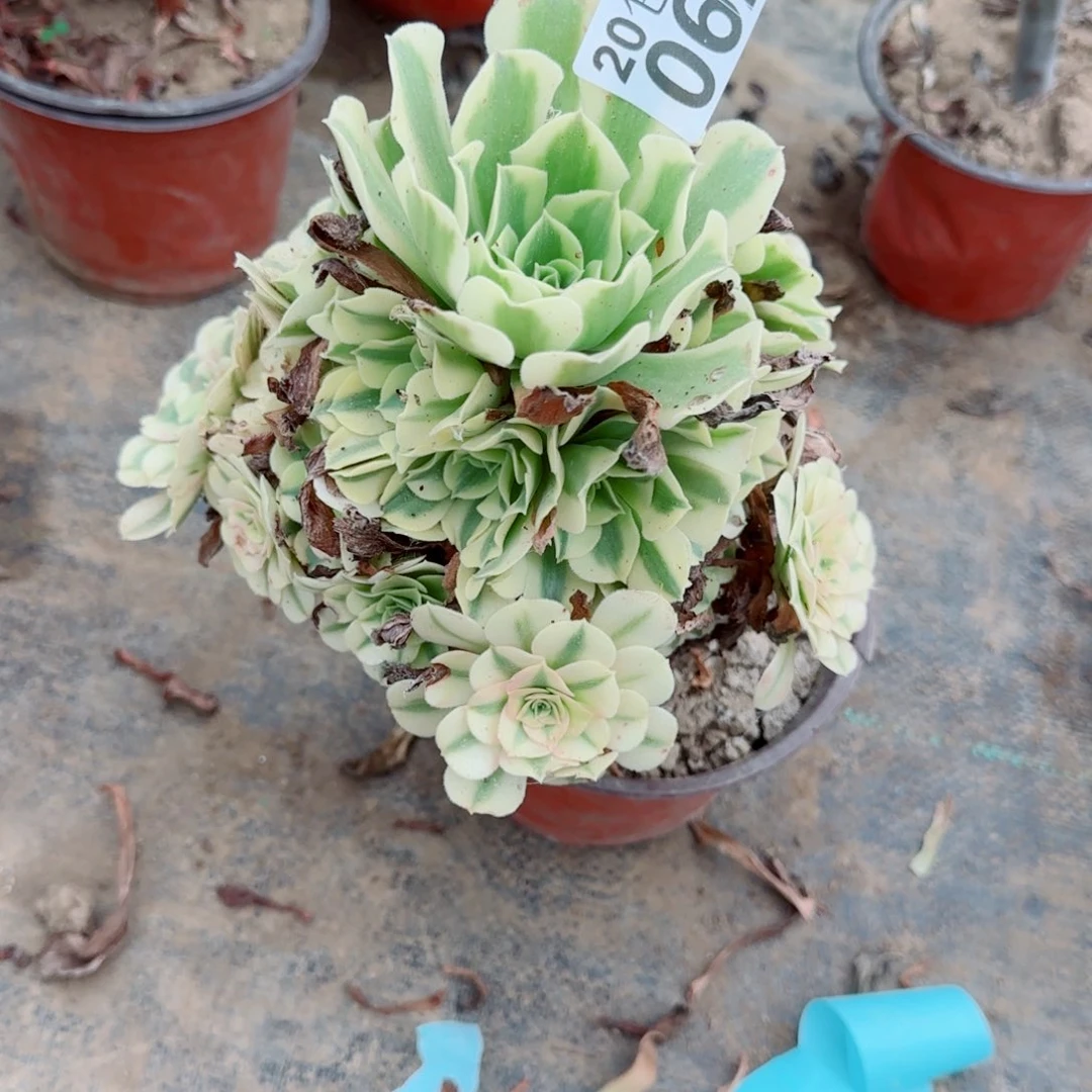 绿豆沙062满20包邮断枝不包