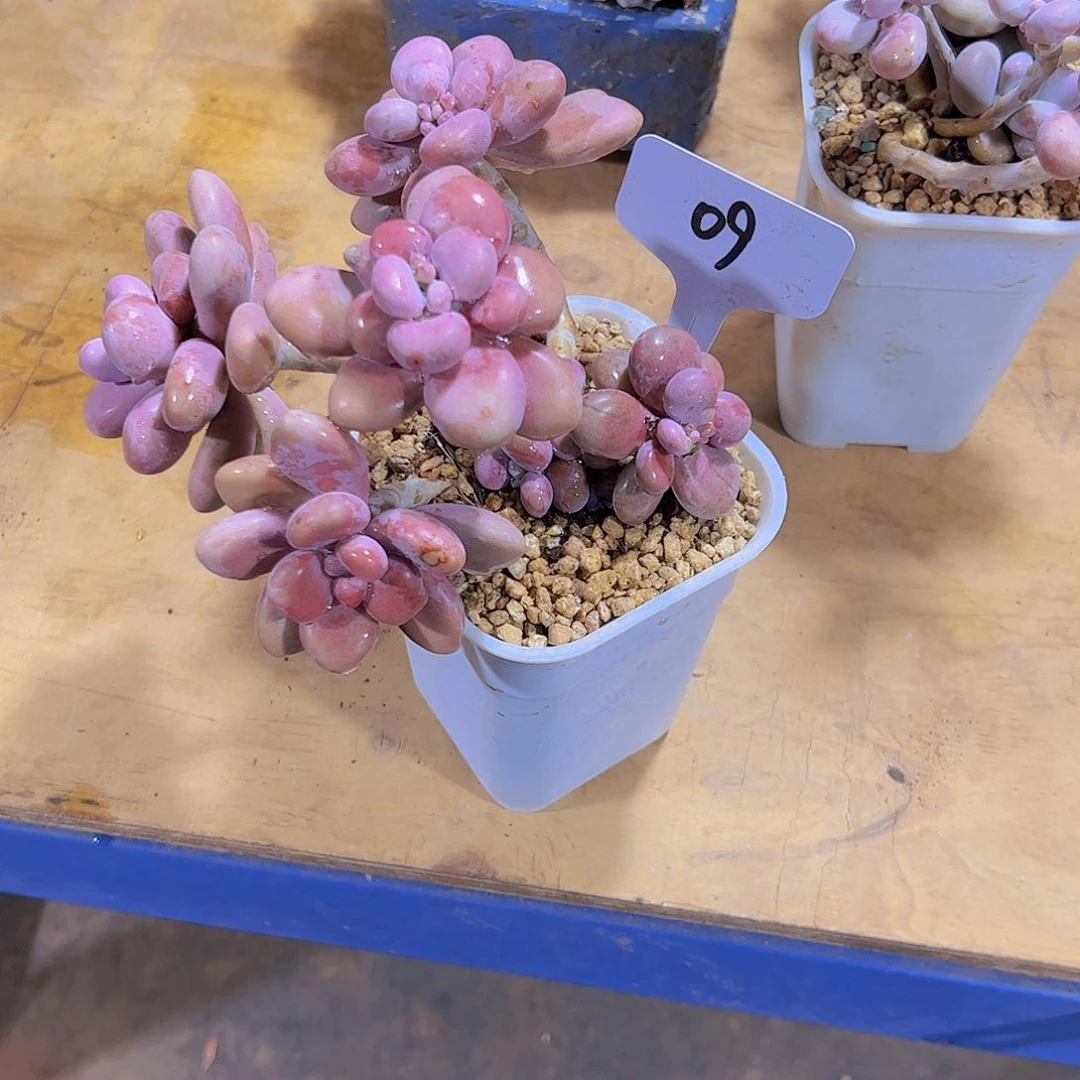 鱼*?09桃蛋。。。。。。。。