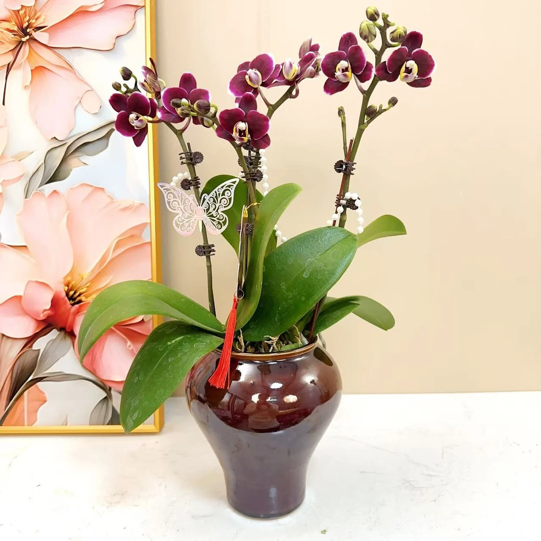 A级【巧克力】精品蝴蝶兰