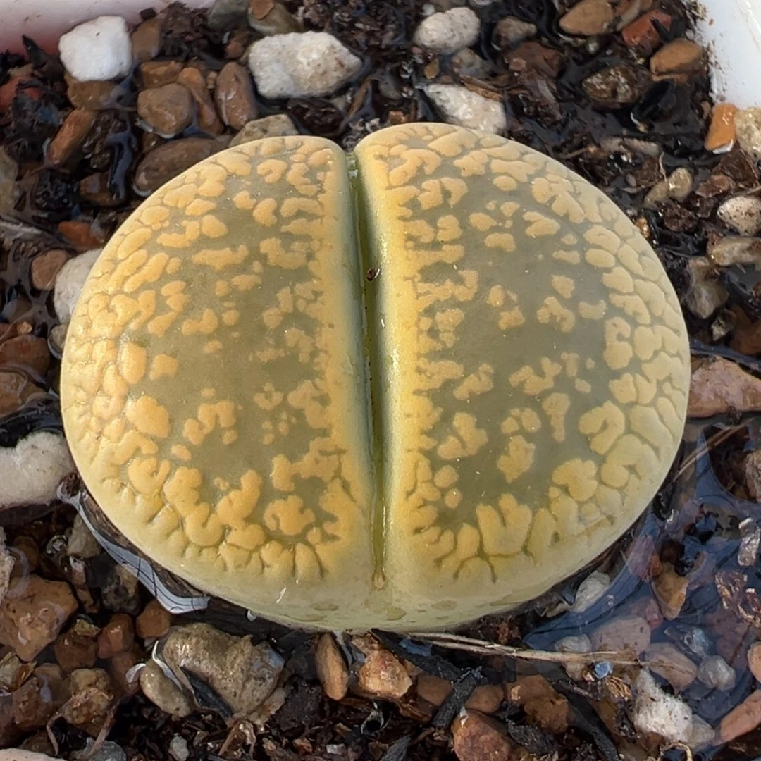 051多肉植物种类多样