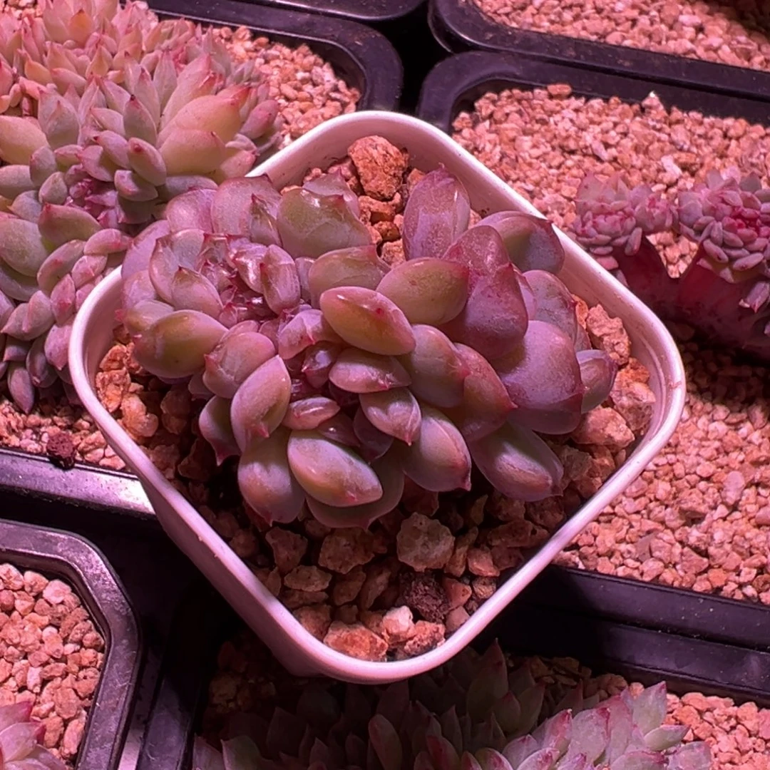 红恋缀化一物一拍