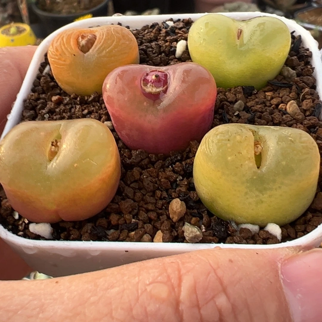 彩虹5年母本毛多肉百科