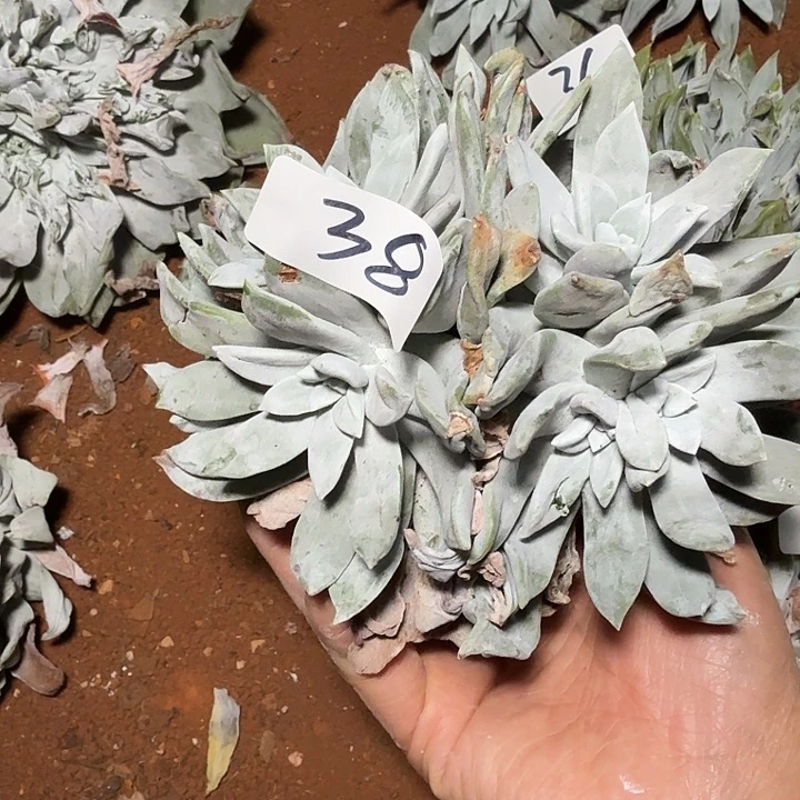 3代杂交仙女杯多肉福利辞退瑕疵