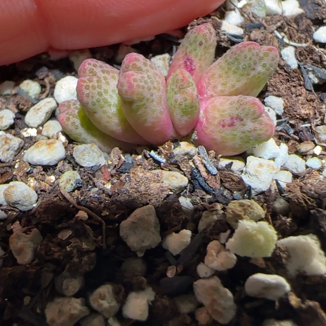 肉锥多肉植物百科-草莓斑马1354