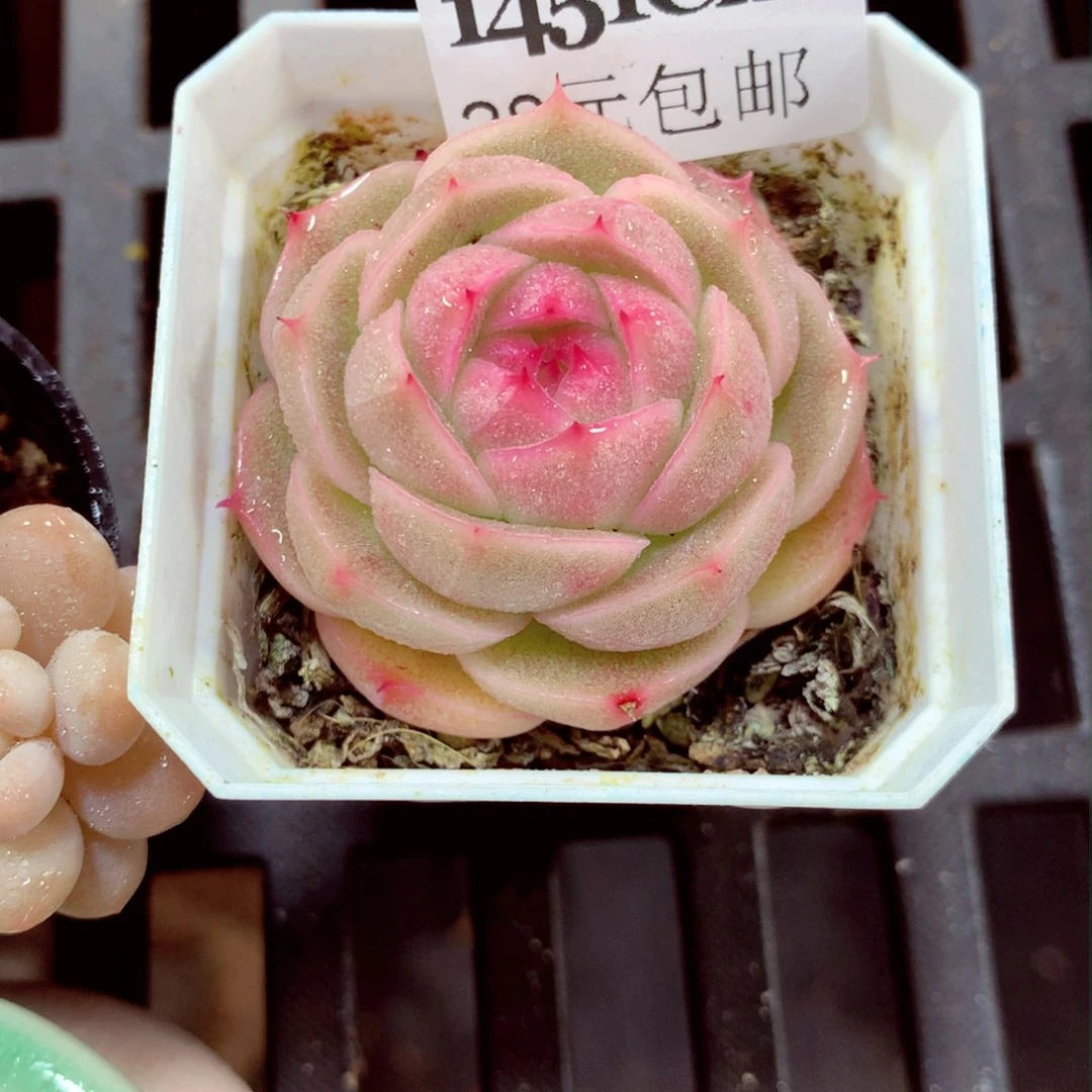 5厘米盆精控多肉1451