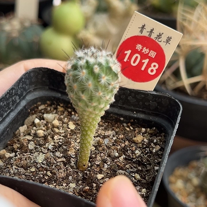 实生赤花美针玉1.7cm