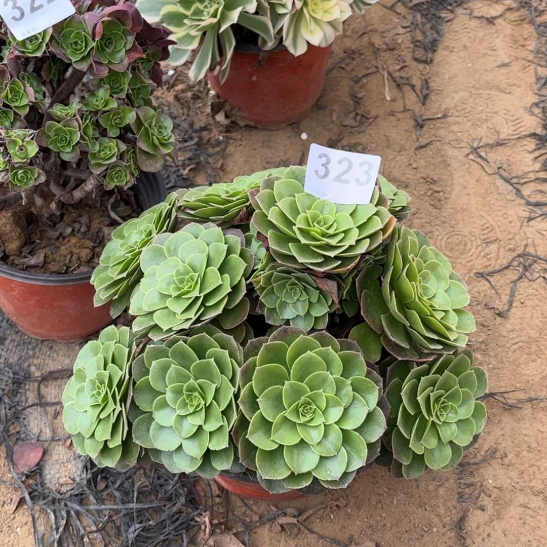 万圣夜323不包断枝