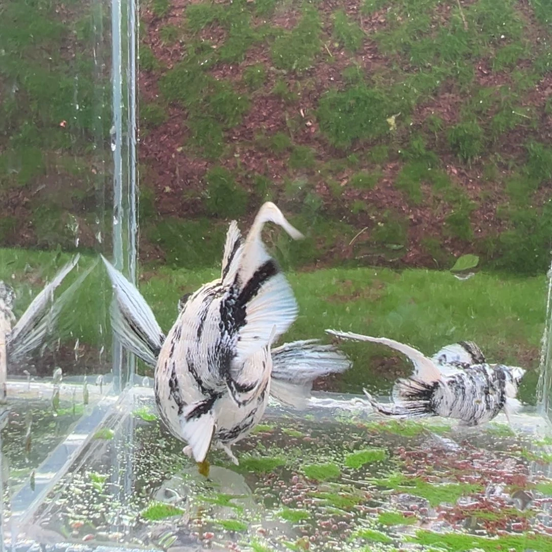 黑玛丽鱼水墨种鱼一对