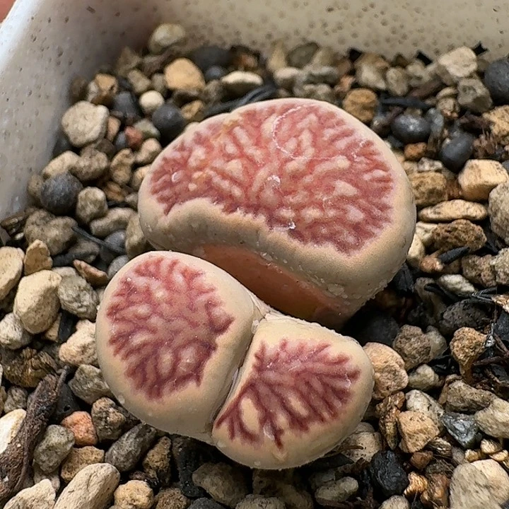 374菊红窗怪大母本红粗莲花纹脱土