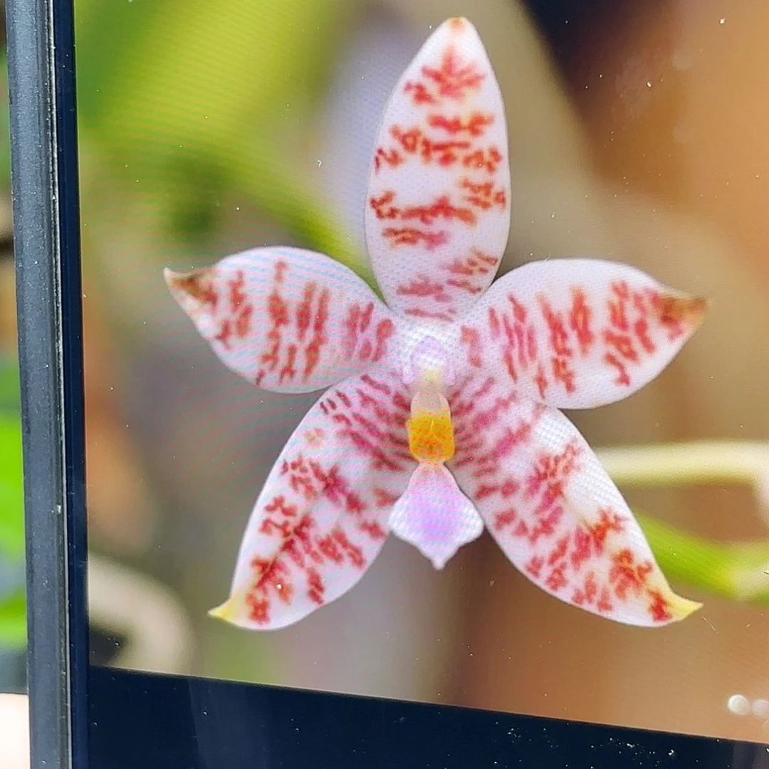 当前无花栽培后可以开花红珊瑚象形文字