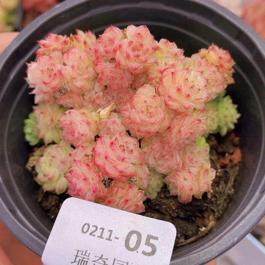 000000000000005量拍