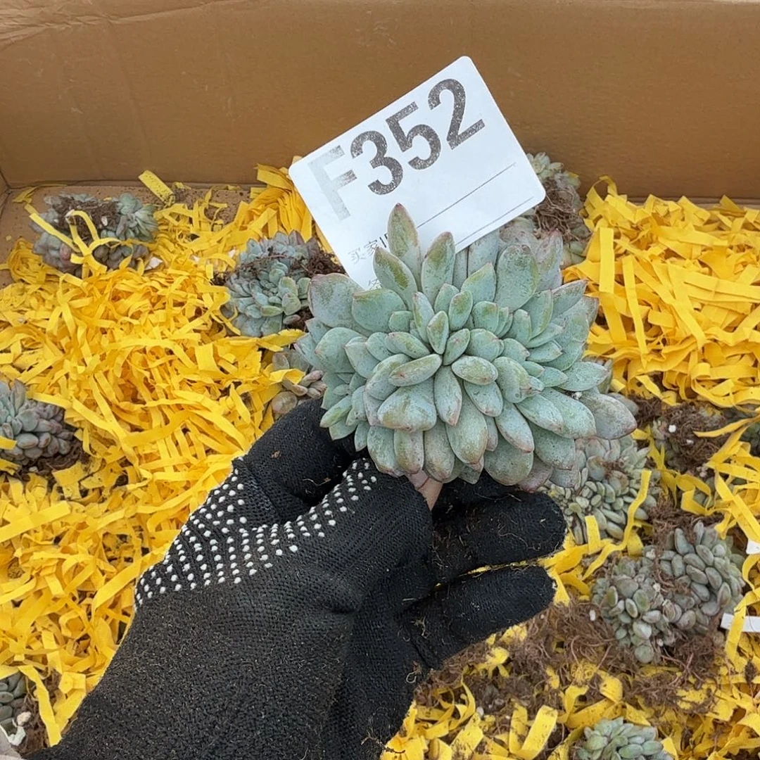 丝***美星影缀化默认底切