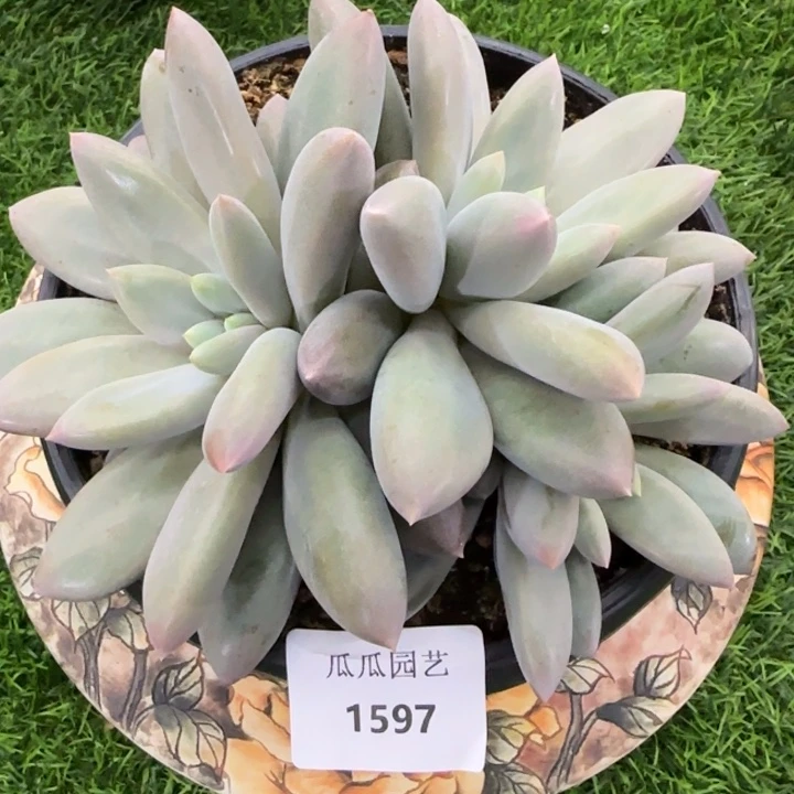哥特萝莉多肉植物的时候