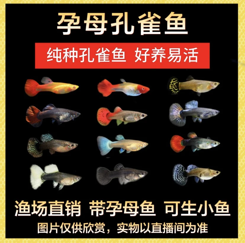【全母全家福】全母鱼2-3厘米12条（8条送4条备损）