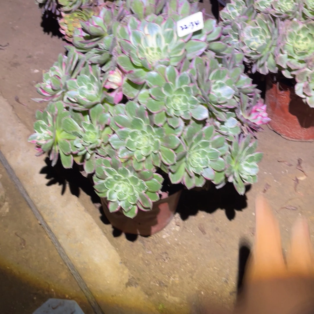 12-22-34万花筒法师锦