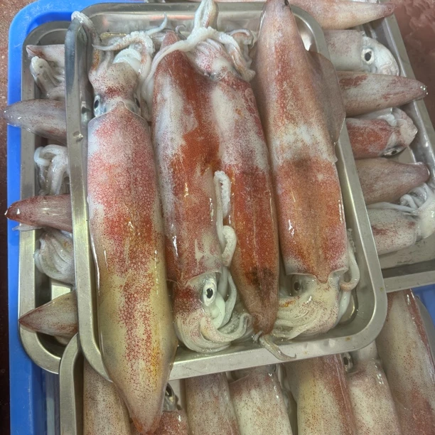 3斤惠来神泉港本港照灯大鱿鱼竹工，白灼打火锅煮面炒青椒或荷兰豆