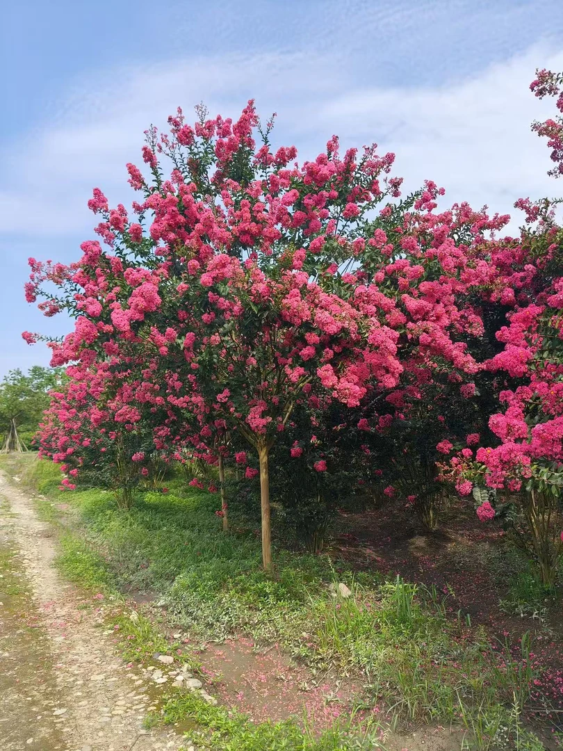 耐寒耐热紫薇花绿植适合庭院绿化