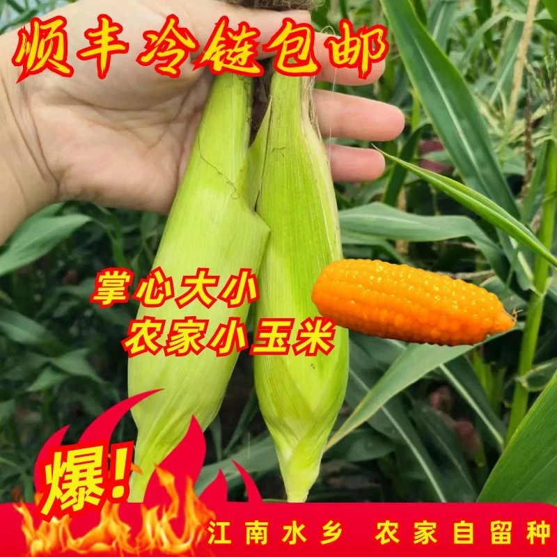 [适中口感]新鲜现采老品种小玉米软糯鲜香