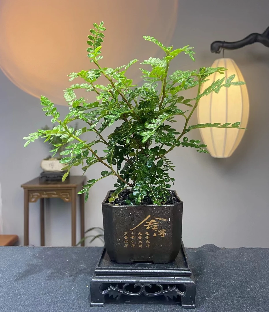 清香【胡椒木】带舍得盆清香室内茶桌办公桌精品绿植盆栽种好发货