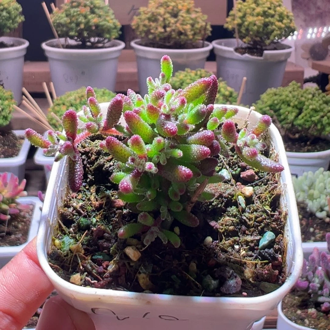 868红麒麟一物一拍包开箱