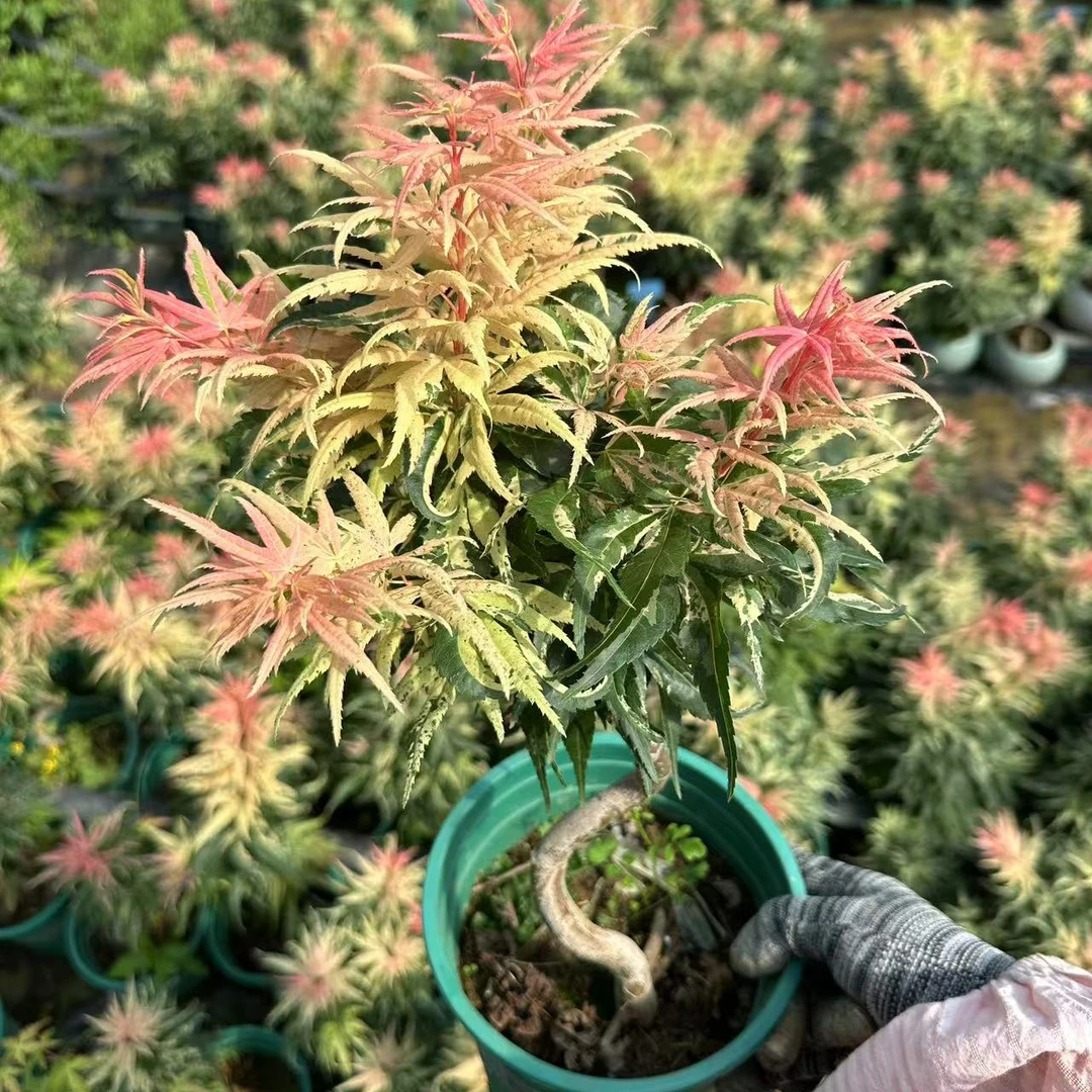 多头雪猫枫树，老盆口，根系发达！