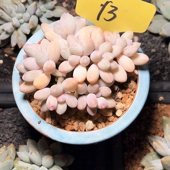 李***^汤圆13号码牌子的话题了解