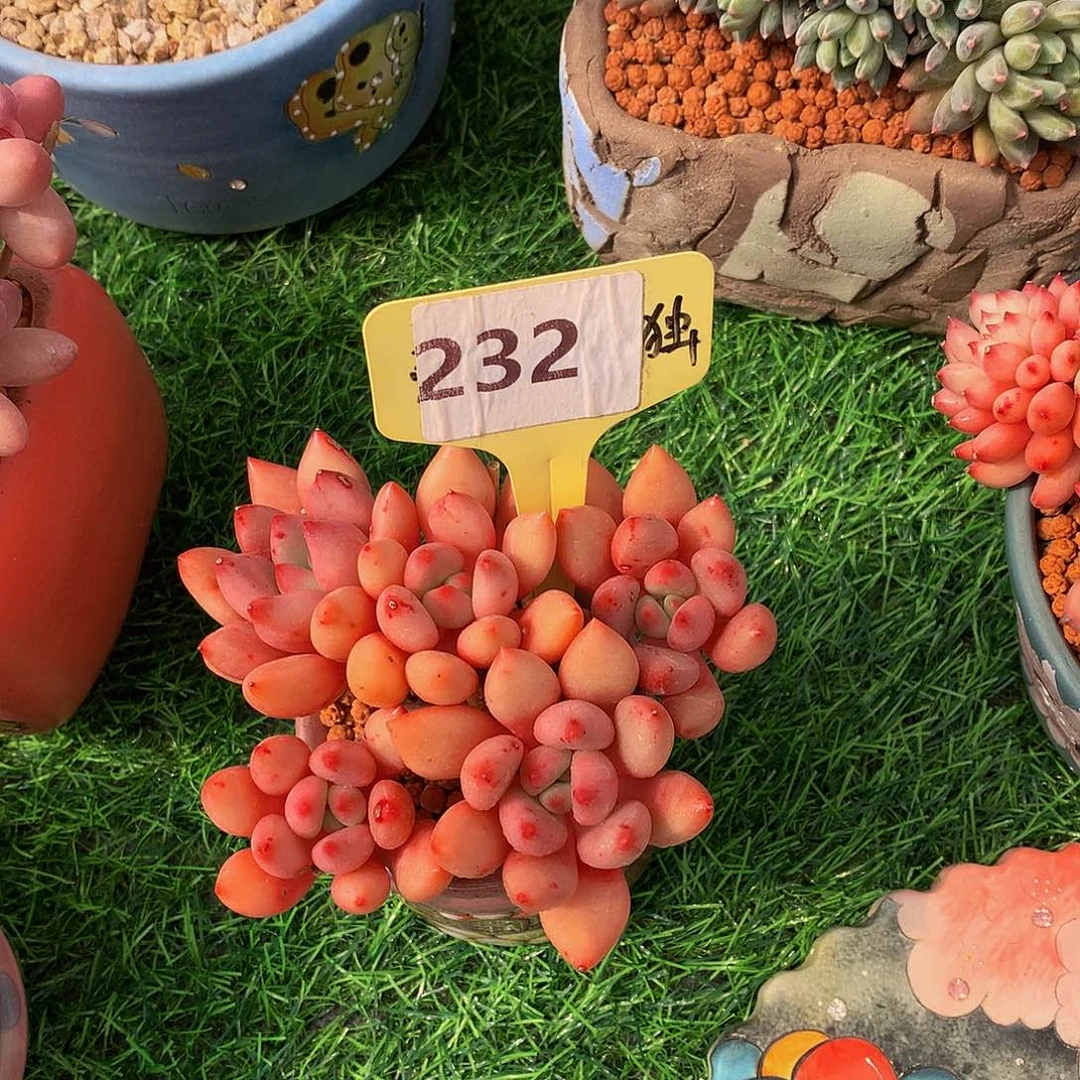 华****金小脂音多肉植物62727