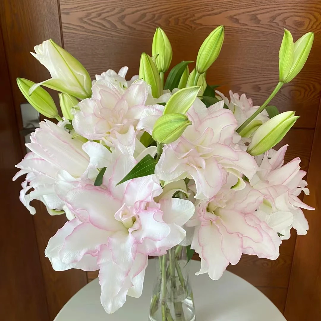 冰美人多头百合任意两单顺丰或京东快递 云南鲜花基地直发