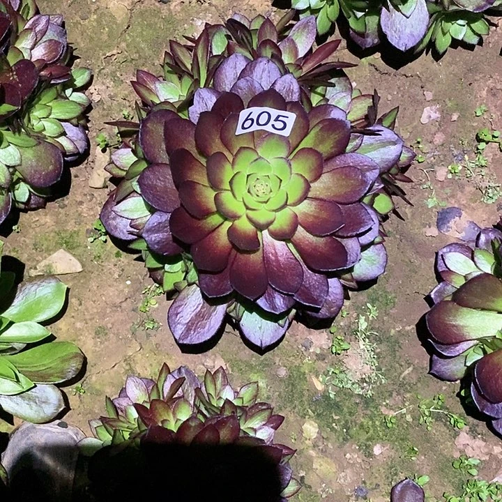 多肉植物法师605黑骑士