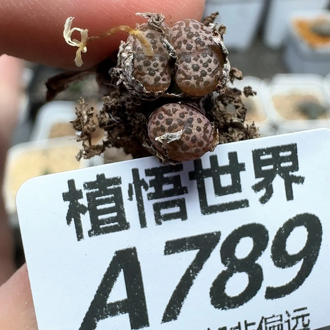 多肉植物的人生fgh