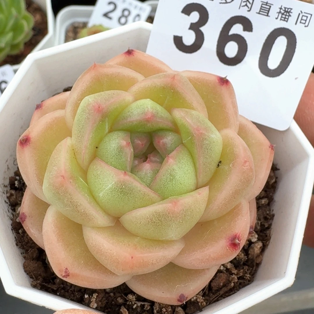 m100            精美多肉植物