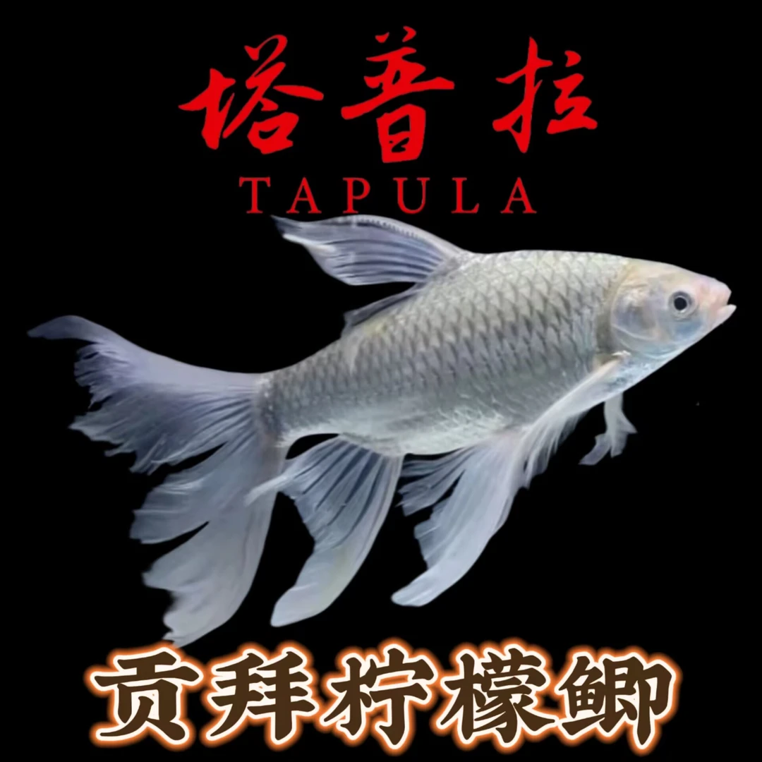 塔普拉贡拜柠檬鲫鱼观赏鱼龙鱼高端配鱼中大型猛鱼