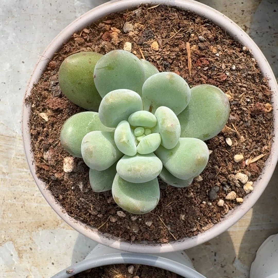 奶龙 单头 一物一拍