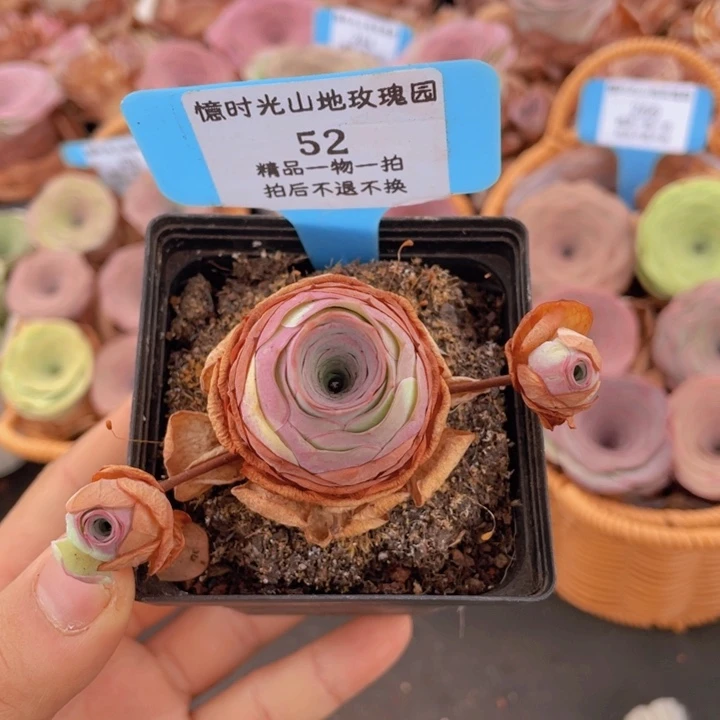 山地玫瑰52断枝不包损不售后